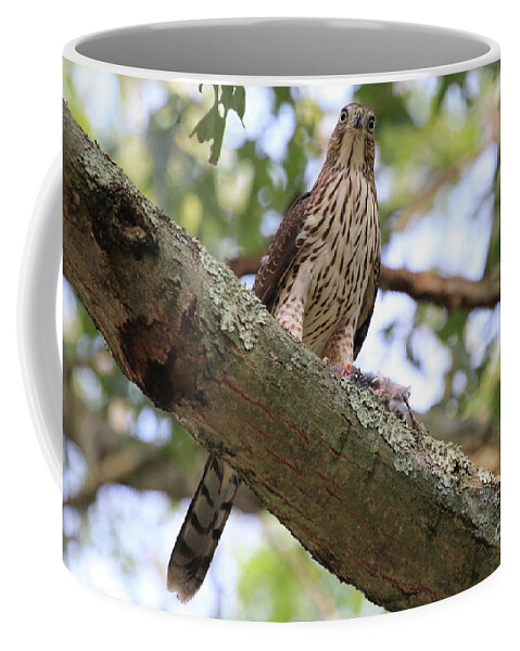 Hawk Coffee Mug featuring the photograph Hawk on a Branch by Steven Spak