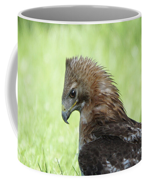 Hawk Coffee Mug featuring the photograph Hawk on the Ground 2 - Contemplating Dinner by Robert Alter Reflections of Infinity