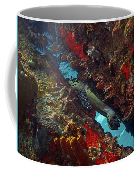 Hawksbill Sea Turtle Coffee Mug featuring the photograph Hawksbill Sea Turtle 9 by Pauline Walsh Jacobson