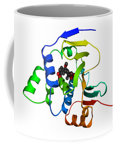 Heat Shock Protein 90 Coffee Mug by Ted Kinsman - Science Source