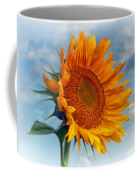 Sunflower Coffee Mug featuring the photograph Helianthus annuus Greeting the Sun by Bill Swartwout
