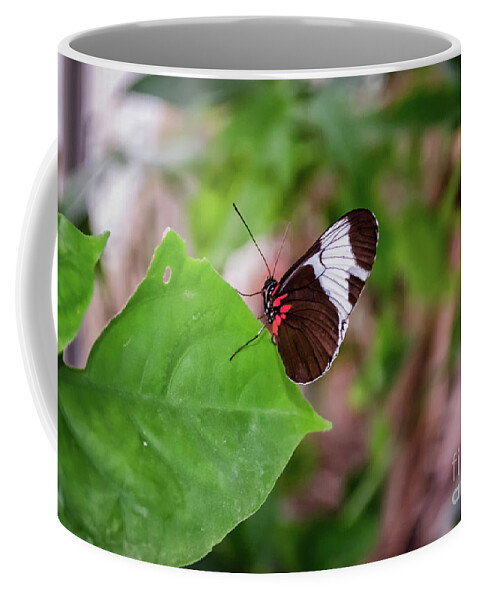 Michelle Meenawong Coffee Mug featuring the photograph Heliconius Erato by Michelle Meenawong