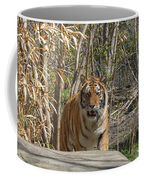 Tiger Coffee Mug featuring the photograph Hello Kitty by ChelleAnne Paradis