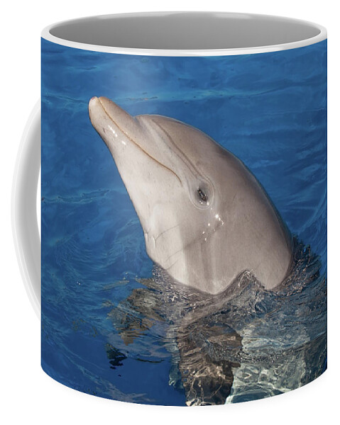 Dolphin Coffee Mug featuring the photograph Hello Nellie by Paul Rebmann