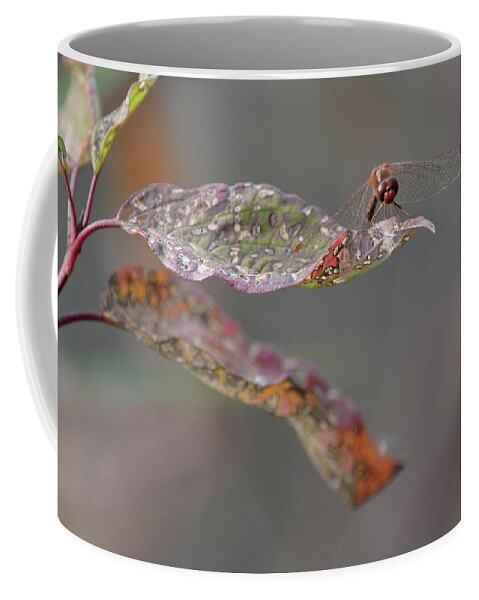 Outdoor Coffee Mug featuring the photograph Here's lookin' at you- Dragonfly by David Porteus