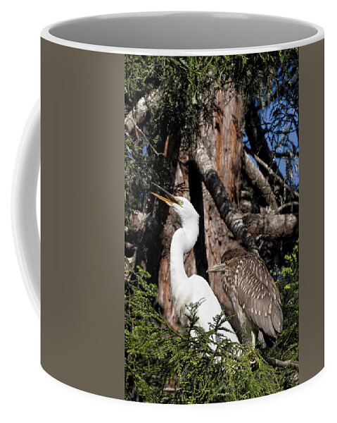 Black-crowned Night Heron Coffee Mug featuring the photograph Heron Hangout by Kathleen Bishop