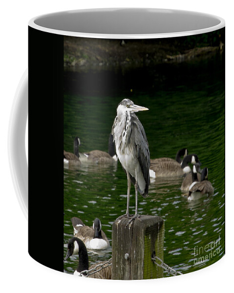 Heron Coffee Mug featuring the photograph Heron's tidy outfit by Elena Perelman