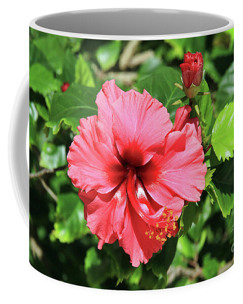 Flower Coffee Mug featuring the photograph Hibiscus Blossom and Bud by Teresa Zieba