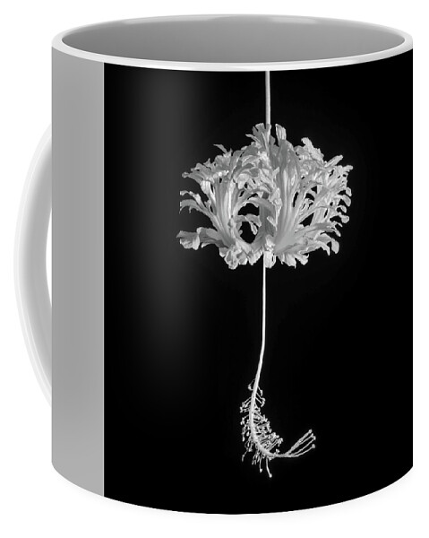 Hibiscus Coffee Mug featuring the photograph Hibiscus Schizopetalus Against a Black Background in Black and White by Christopher Johnson
