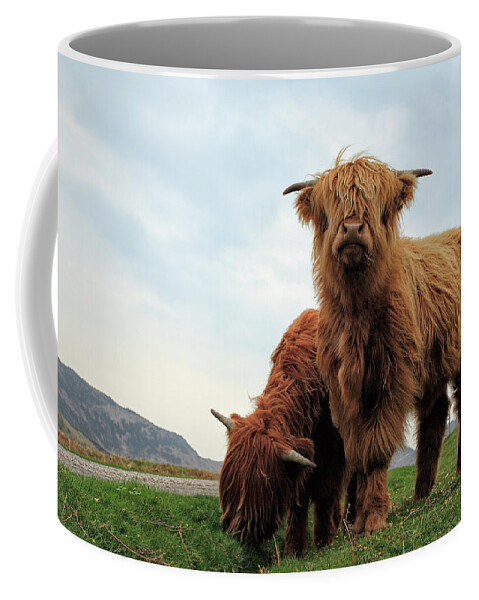 Highland Cows Coffee Mug featuring the photograph Highland Cow Calves by Grant Glendinning