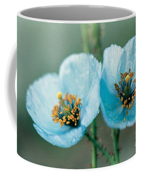 Himalayan Blue Poppy Coffee Mug featuring the photograph Himalayan Blue Poppy by American School