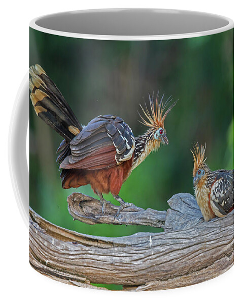 2015 Coffee Mug featuring the photograph Hoatzins by Jean-Luc Baron