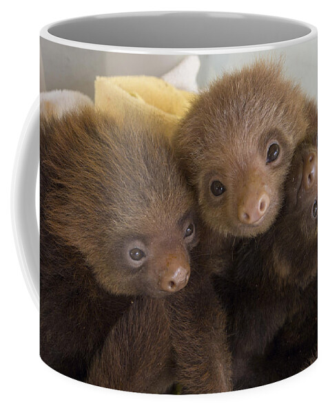 Mp Coffee Mug featuring the photograph Hoffmanns Two-toed Sloth Choloepus by Suzi Eszterhas