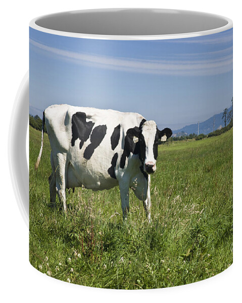 Cow Coffee Mug featuring the photograph Holstein Cow, Green Field by Inga Spence