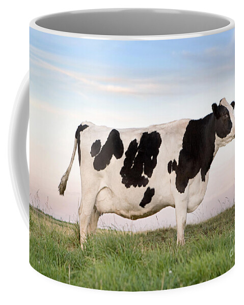 Cattle Coffee Mug featuring the photograph Holstein Dairy Cow by Cindy Singleton