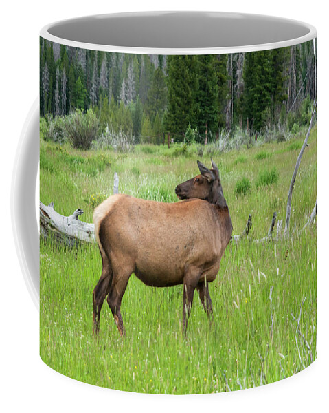 Elk Coffee Mug featuring the photograph Holzwarth Valley Elk by Ginger Stein
