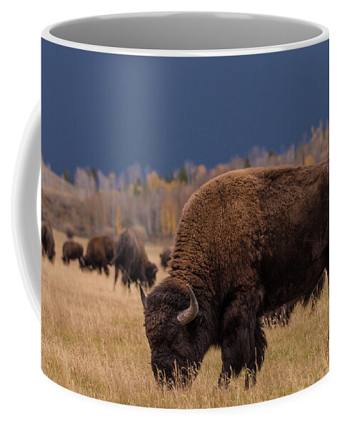 Bison Coffee Mug featuring the photograph Home on the Range by Jody Partin