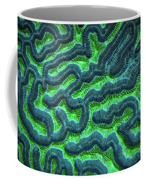 Green Brain Coral Coffee Mug featuring the photograph Honduran Brain Coral by Doug Sturgess