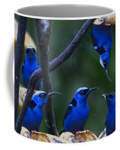 Red Coffee Mug featuring the photograph Honeycreeper by Betsy Knapp