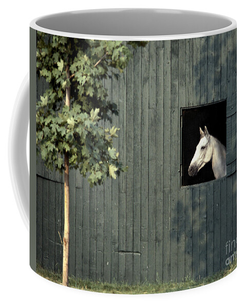Horse Coffee Mug featuring the photograph Horse in Window by Marc Bittan