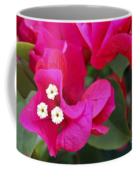 Flower Coffee Mug featuring the photograph Hot Pink Bougainvillea by Teresa Zieba