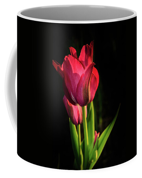 Illinois Coffee Mug featuring the photograph Hot Pink Tulip on Black by Joni Eskridge