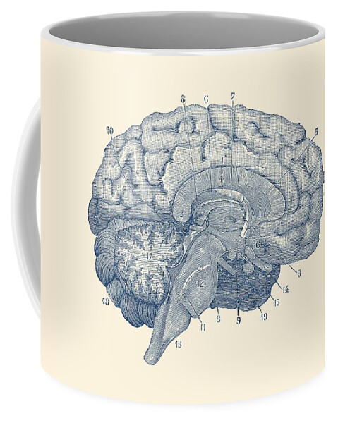 Frontal Lobe Coffee Mug featuring the drawing Human Brain Anatomy Diagram by Vintage Anatomy Prints