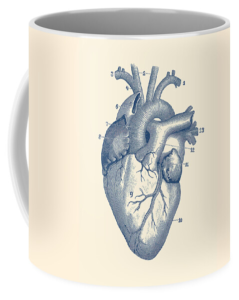 Medical Coffee Mug featuring the drawing Human Heart Diagram - Vintage Anatomy by Vintage Anatomy Prints