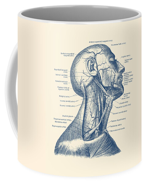 Occipital Nerve Coffee Mug featuring the drawing Human Venous and Circulatory Systems - Neck - Vintage Anatomy by Vintage Anatomy Prints