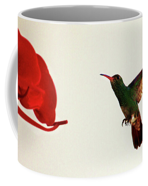 Bird Coffee Mug featuring the photograph Hummingbird In Tulua, Colombia III by Al Bourassa