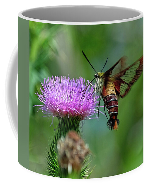 Hummingbird Moth Coffee Mug featuring the photograph Hummingbirdbird moth dining by Ronda Ryan