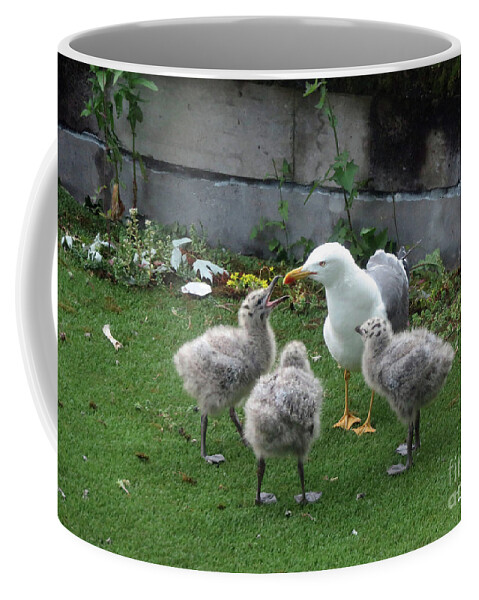 Irish Seagulls Coffee Mug featuring the photograph Hungry baby seagulls by Cindy Murphy
