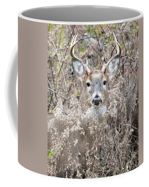 Deer Coffee Mug featuring the photograph Hunters Dream by Everet Regal