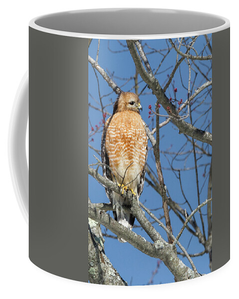 Red Shouldered Hawk Coffee Mug featuring the photograph Hunting by Bill Wakeley