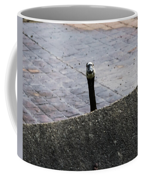 Jan Holden Coffee Mug featuring the photograph I See You by Holden The Moment