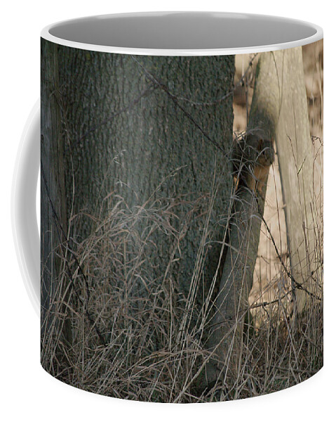 Squirrel Coffee Mug featuring the photograph I see you by Troy Stapek