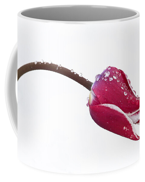 Tulips Coffee Mug featuring the photograph Ice Drops On Tulip by James Steele