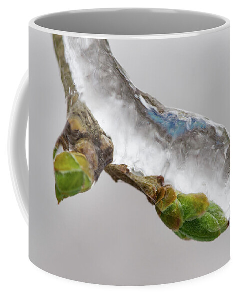 Awakening Coffee Mug featuring the photograph Ice Storm buds by Jakub Sisak