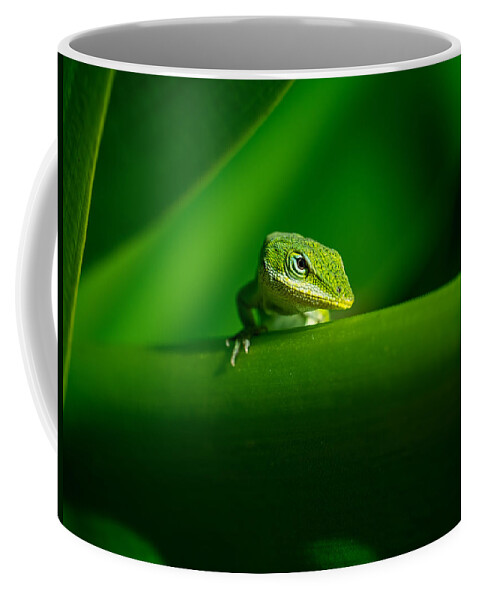 Lizard Coffee Mug featuring the photograph If Looks Could Kill by Brad Boland