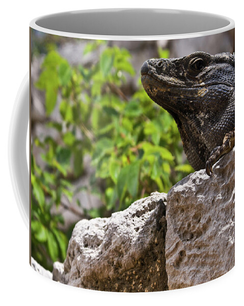Iguana Coffee Mug featuring the photograph Iguana at Talum Ruins Mexico 2 by Douglas Barnett