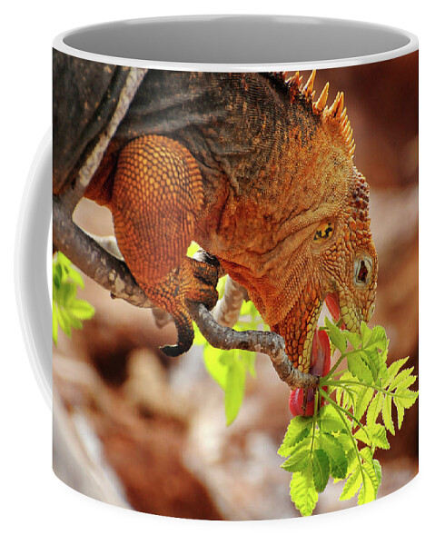 Iguana Coffee Mug featuring the photograph Iguana Lunch by Ted Keller