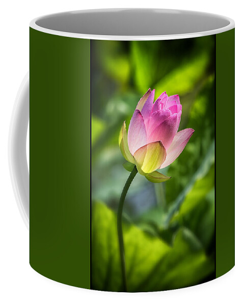 Lotus Coffee Mug featuring the photograph Illuminated by Robert Fawcett