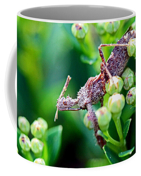 Insects Coffee Mug featuring the photograph I'm Watching You by Jennifer Robin