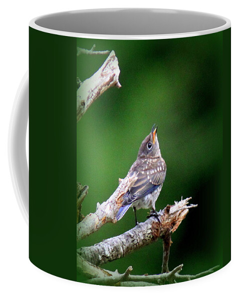 Eastern Bluebird Coffee Mug featuring the photograph IMG_1009 - Eastern Bluebird by Travis Truelove