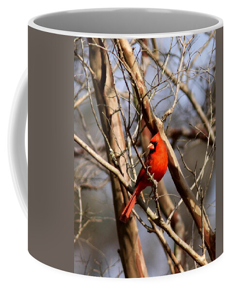 Northern Cardinal Coffee Mug featuring the photograph IMG_1954-015 - Northern Cardinal by Travis Truelove