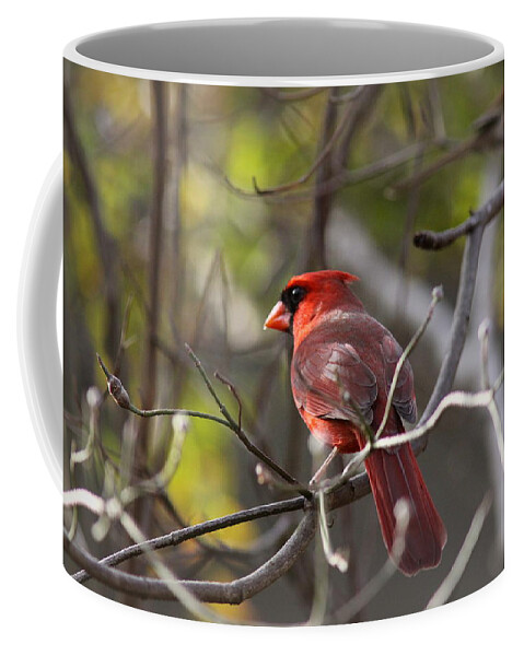 Northern Cardinal Coffee Mug featuring the photograph IMG_8199 - Northern Cardinal by Travis Truelove
