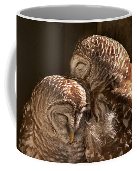 Barred Owls Coffee Mug featuring the photograph In CoHoots by John Hartung  ArtThatSmiles com