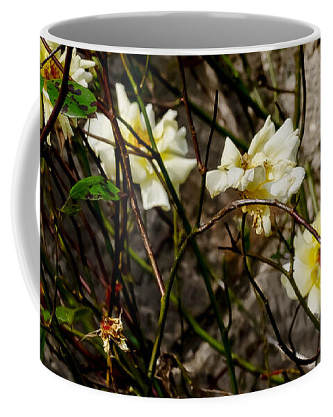 Roses Coffee Mug featuring the photograph In opposite corners. by Elena Perelman