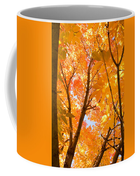 Autumn Coffee Mug featuring the photograph In the Autumn Mood by James BO Insogna