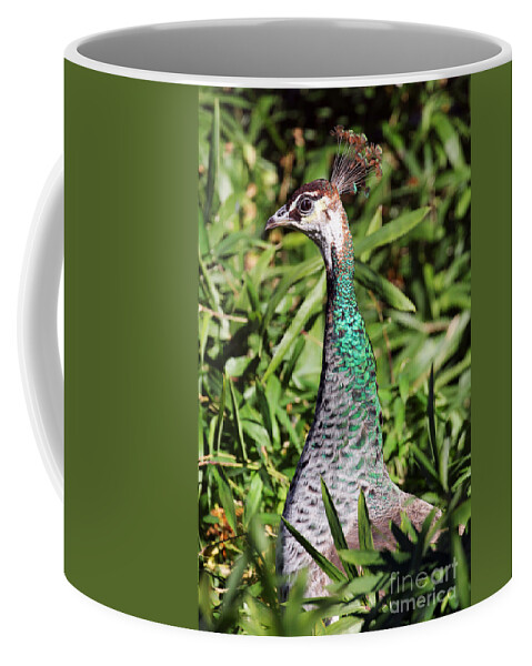 Peacock Coffee Mug featuring the photograph In the Green Foliage by Jennifer Robin